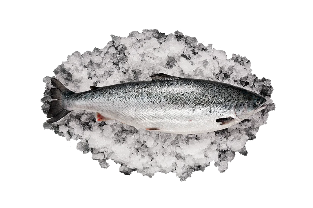 Лосось потрошёный