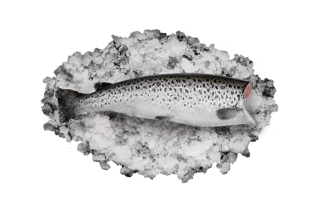 Форель Черноморская Лабракс