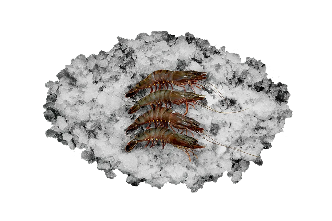 Креветка Черная Тигровая в панцире