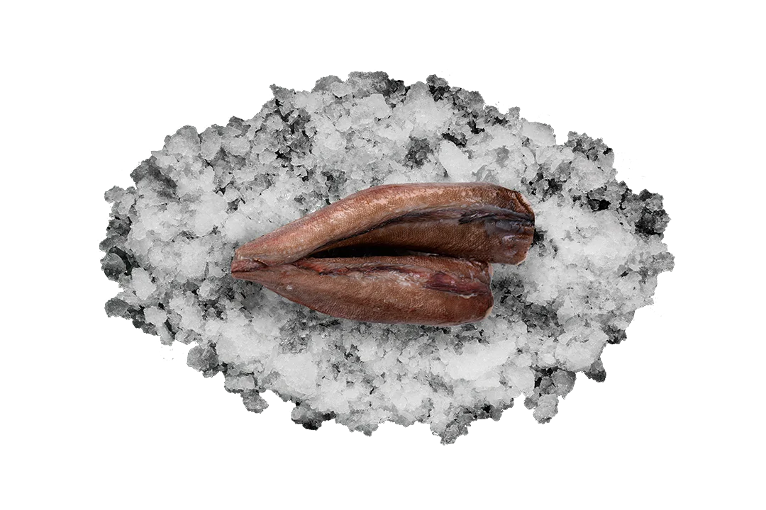 Нототения тушка