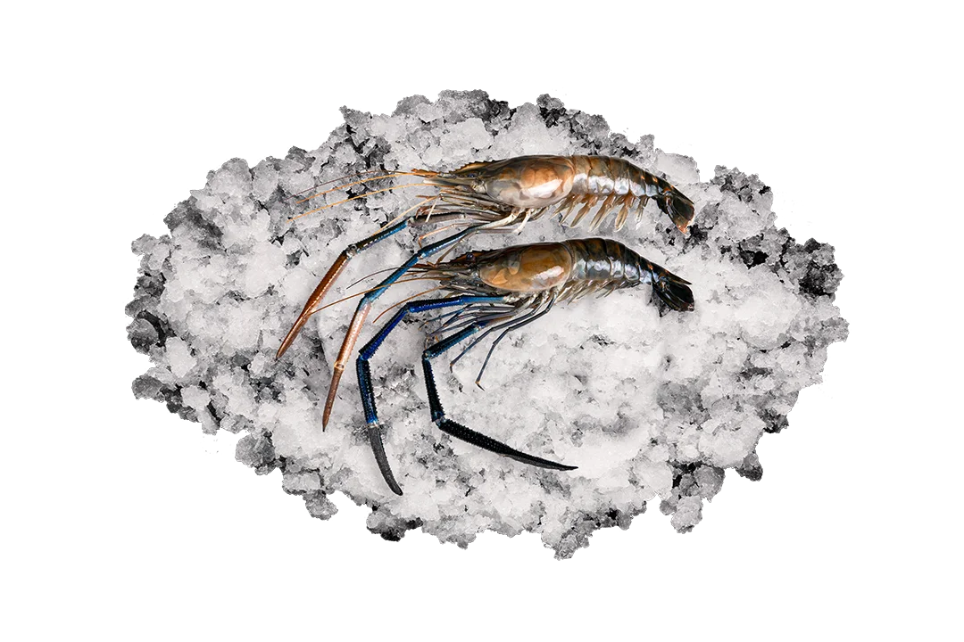 Гигантская креветка (Rosenbergii)