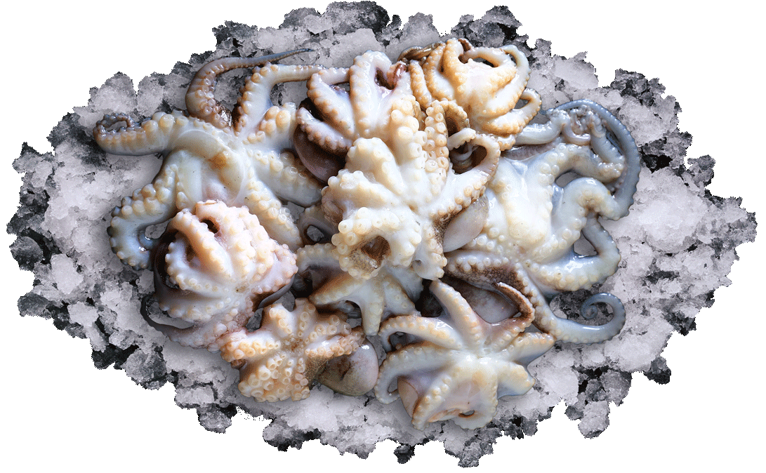 Молодые осьминоги