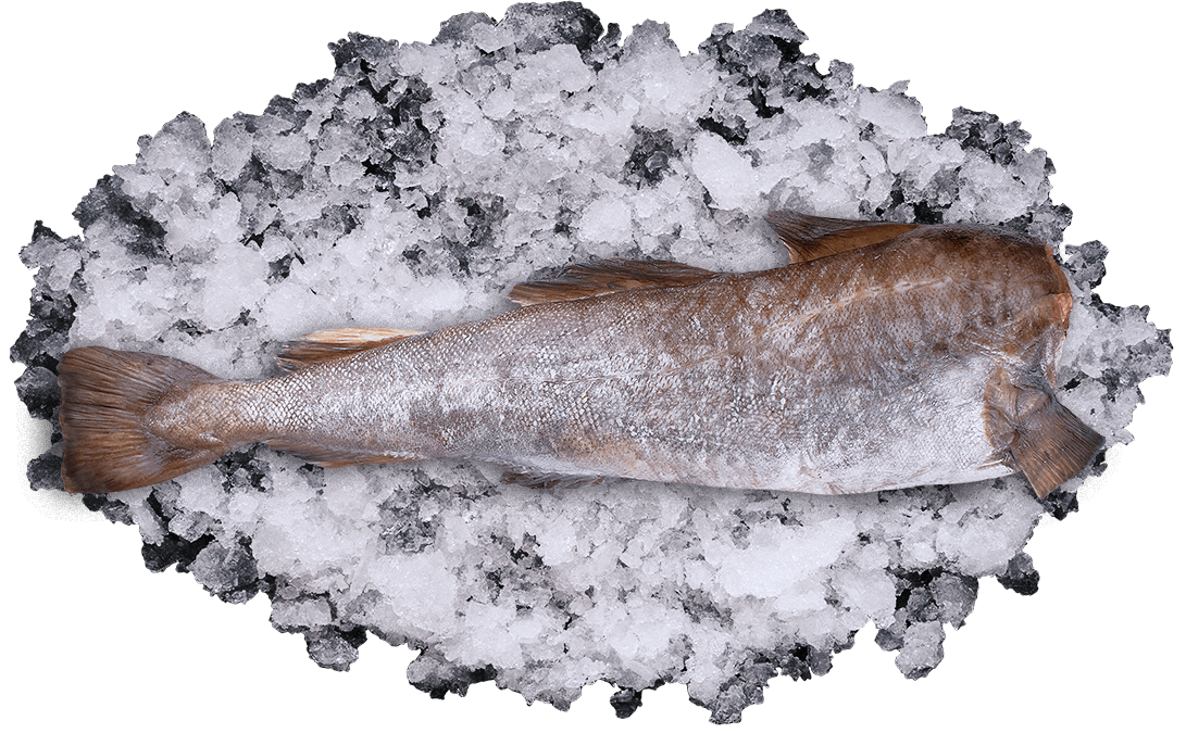 Треска тихоокеанская