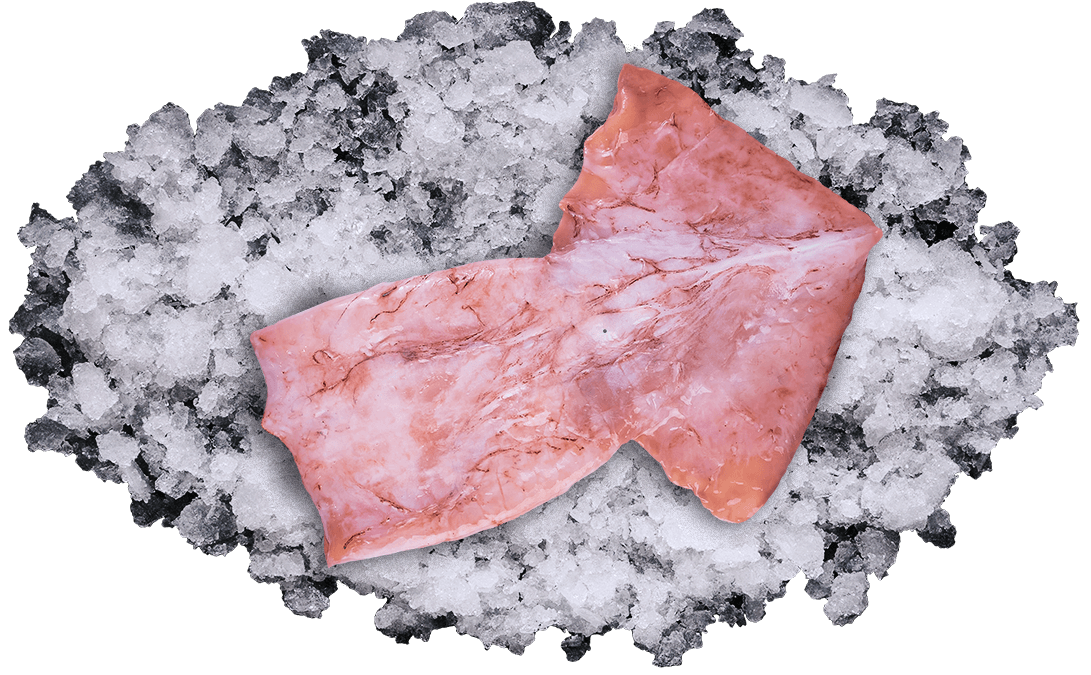 Командорский кальмар